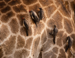 Yellow billed ox-peckers on a giraffe