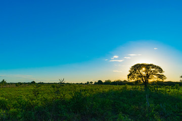 Paisajes de Campo, Chaco Argentino