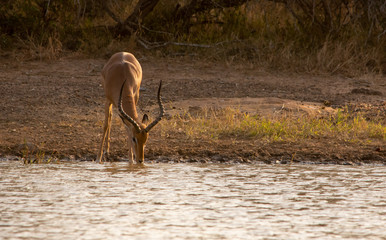 Impala ram drinking