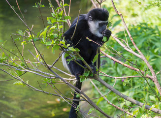 young baby Mantled guereza monkey also named Colobus guereza eating tree leaves, climbing tree branch over the water, natural sunlight, copy space