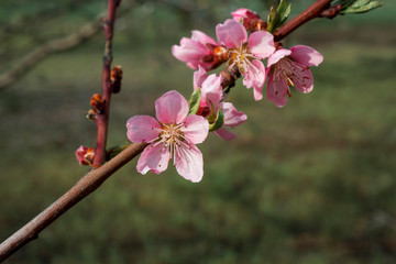 pink flowers of tree