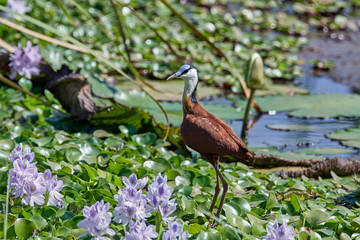 African jacana (Actophilornis africanus)