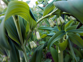 Hakenlilie, Crinum in Knospe