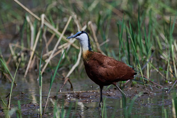 African jacana (Actophilornis africanus)