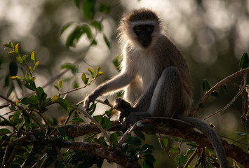 Vervet monkey backlit in a tree facing forwards