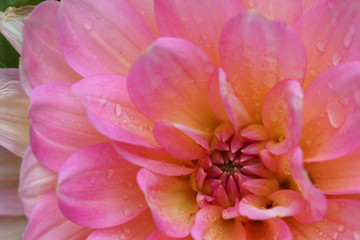 Close up of a pink Dahlia flower