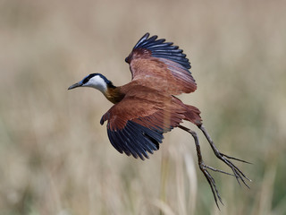 African jacana (Actophilornis africanus)