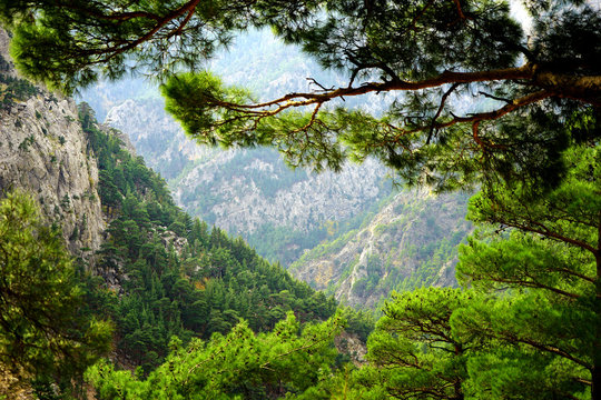 landscape image of high mountains and pine trees © jokerpro
