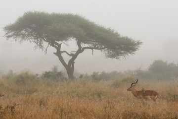 Naklejka na ściany i meble impala ram and tree in the mist
