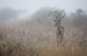 Impala ram in the mist