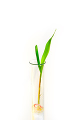 We grow corn from a test tube