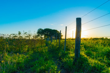 Fototapeta premium Paisajes de Campo, Chaco Argentino