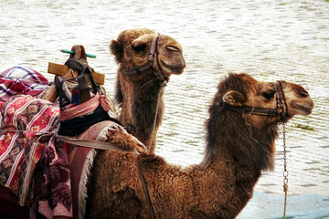 close up shot of two camels head in Alanya, Turkey