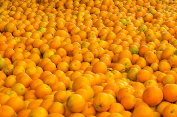 Mass of ripe citrus fruits orange background. Orange Cannery