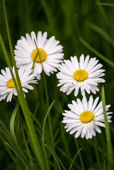 Daisies in green grass