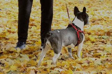 French bulldog in autumn 