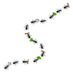 Ants carry leaves, pebbles and twigs on a white. The form of the top.