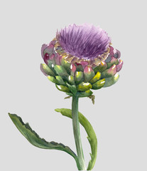 Fresh organic artichoke flower (Cynara scolymus) isolated on light gray background. Watercolor botanical illustration. Eco vegetarian food. Hand painted poster or print. Realistic style.