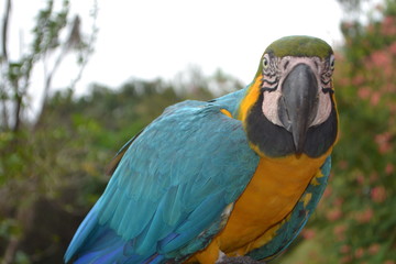 Ararara MS - Azul e Amarelo - 