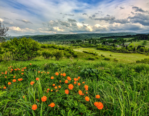 Orange wild flowers Trollius asiaticus on hill - spring rural landscape