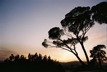 Silhouette of a tree at sunset