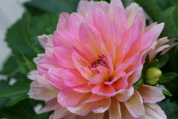 Obraz premium Close up of a pink Dahlia flower
