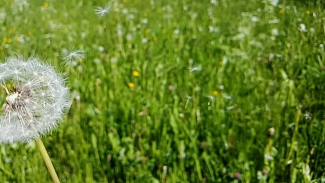 Pusteblume