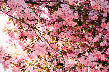Beauty of nature. Sakura blossom in spring garden.
