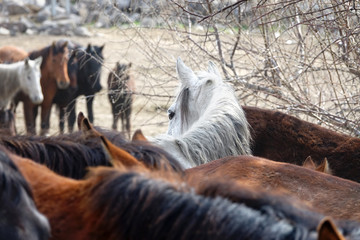 Close up group of wild horses in nature