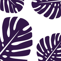 The palm tropical leaves of the Monstera plant are purple in color. For background or cards. Several leaves and space for text.