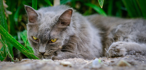 Cats are licking their own hairs