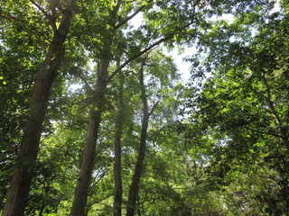 Alabama Trees