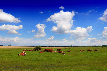 Cows on a green summer meadow