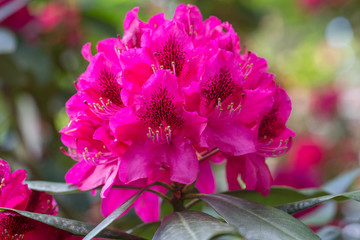 Red rhododendron Nova Zembla, lush bloom in the nursery of rhododenrons.