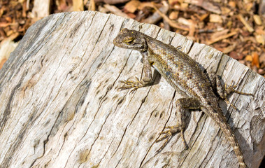 close up of a small scaly lizard on a fallen tree stump with copy space