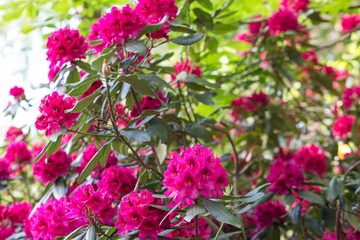 Red rhododendron Nova Zembla, lush bloom in the nursery of rhododenrons.