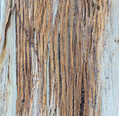 Obraz premium background texture-vertical pattern in scaly brown tree bark with a random twig
