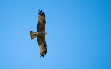 Black kite