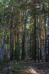 Fototapeta premium Green pine and birch trees in forest in summer