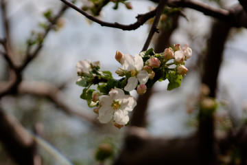 Apple tree flowers with flying bee in spring