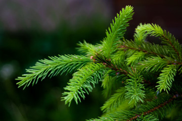 Green spruce branch macro