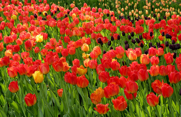 Different color tulips