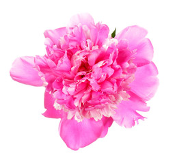 Pink peony flower