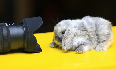 the rabbit looks into the camera lens