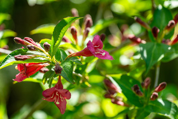 Delicate red flowers and buds of beginning of Weigela Bristol Ruby blossom. Selective focus and close-up beautiful bright flowers against green bokeh ornamental garden. Nature concept for design