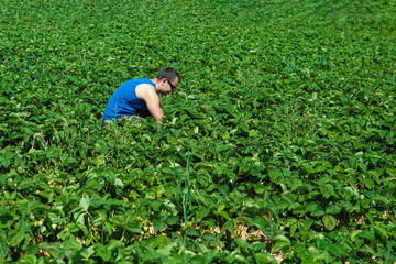 young man in a blue t-shirt collects strawberries on a green strawberry field.