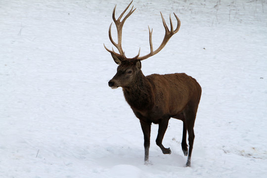 Deer, cervidae, mountain meadow, thuringia, germany, europe