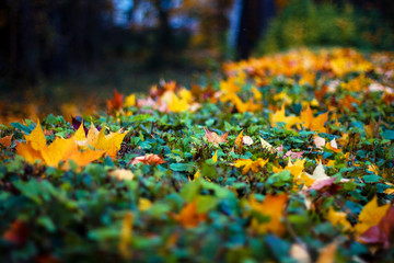 Colorful maple leaves on ground