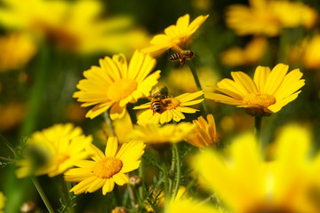 Close up honeybee busy on yellow daisy flower on flower covered field