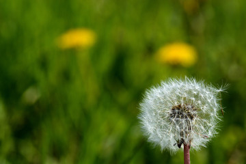 Fluffy white dandelion with a parachute seed on a blurred background of green grass and yellow dandelions. blowball, taraxacum. Spring maturation of plants